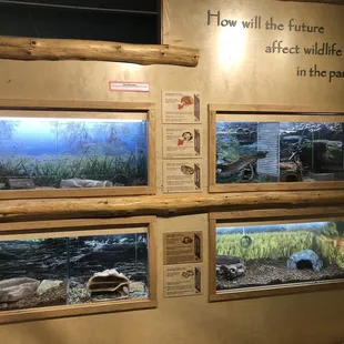 Snakes in natureexploration room