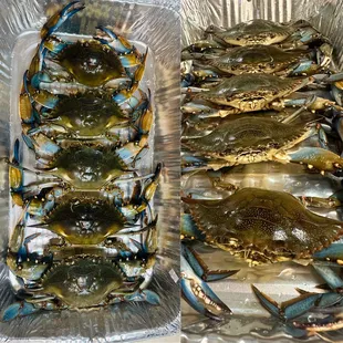 Regular, Medium, Large, Extra Large, and Jumbo