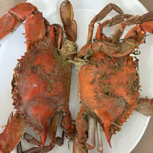 Ernie&apos;s jumbo crabs hang over the dinner plate. Very delicious Chesapeake crabs.