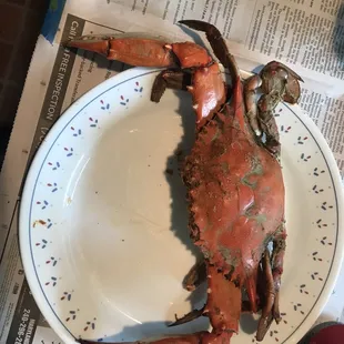 Ernie&apos;s extra large crab. Hate to see what a jumbo looks like!