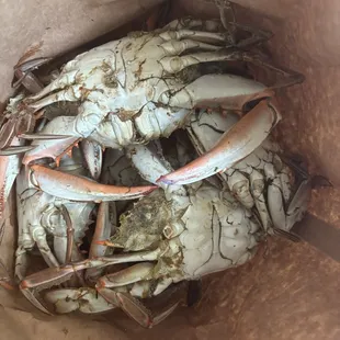 One dozen JUMBO crabs.