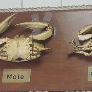 Can you tell the difference? I&apos;ll take the male!