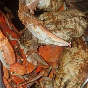 Crabs