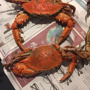 Medium size is almost as big as a large!