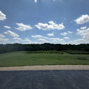 Vineyard
