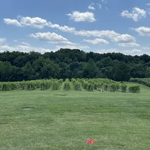 Vineyard