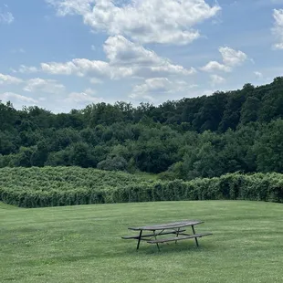 Vineyard