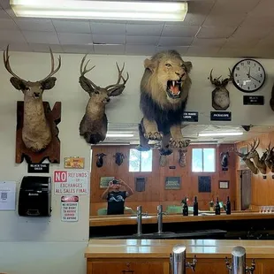 Bar Area - Bar &amp; Animal Heads (10/09/24). #EscalonSportsmansClub #Escalon