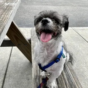 a dog sitting on a bench