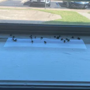 Daily fly strip due to trash