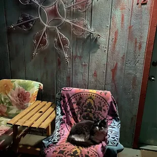 Lots of sweet kitties around to say hi.