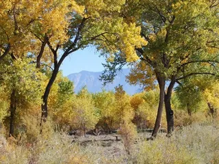 Zenful Therapeutic Massage