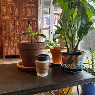 Drip coffee and beautiful plants.