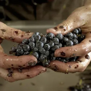 Featuring small lot, hand made wines