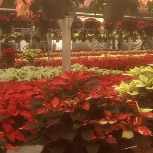 Estate Landscape Nursery