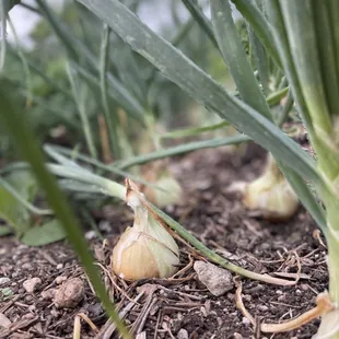 Some onions at Este's urban garden // backyard