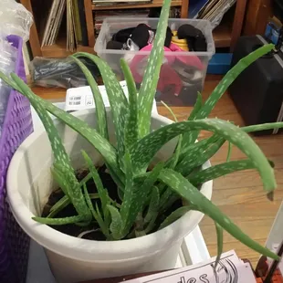 Locally grown plants