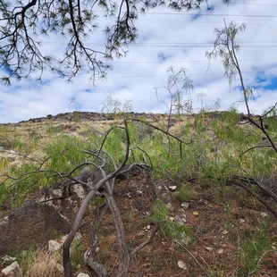 ramen and noodles, outside