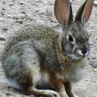 Conejo J.