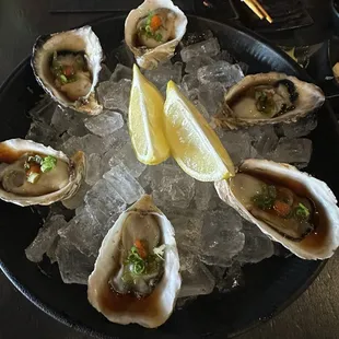 Oysters