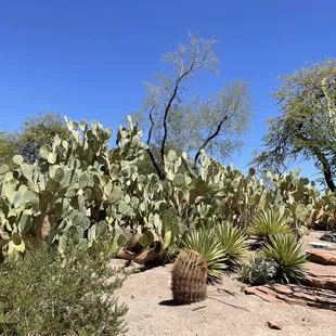 Cactus garden