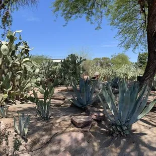 The beautiful cactus garden.