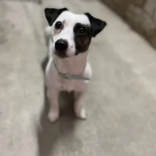 a small white and black dog