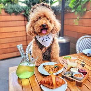 pup-friendly patio