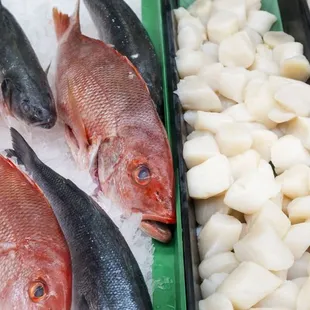 Our case is always filled with the freshest seafood! Red Snapper, Bronzino and scallops!
