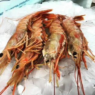 Argentine Red Shrimp