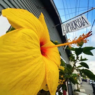 Euphorbia Kava Bar