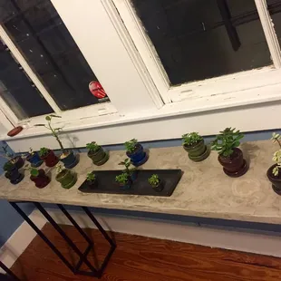 Adorable little plants for sale