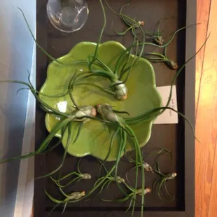 a green plate with plants on it