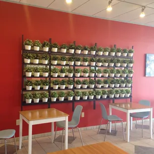 Beautiful wall of plants
