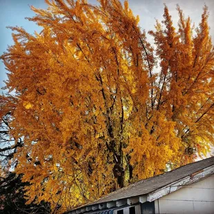 Sutter Creek Fall colors