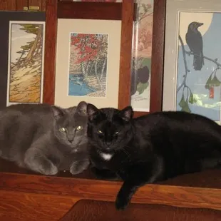 Shop Cats, Felix &amp; Ray