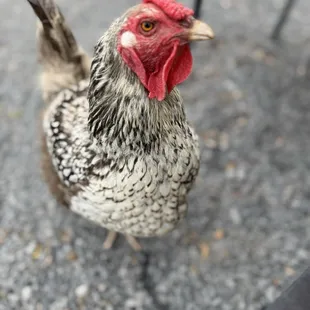 A friendly local chicken paid us a visit.