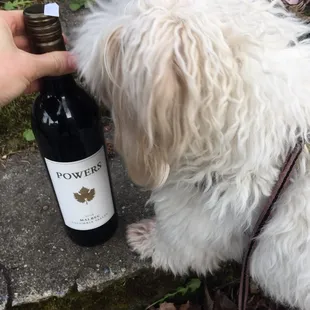 Puppy friendly wine experience.