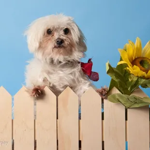 Louie s first portrait. f From louie to mama with love