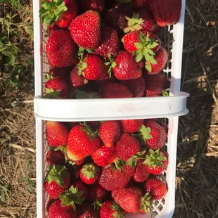 two baskets of fresh strawberries