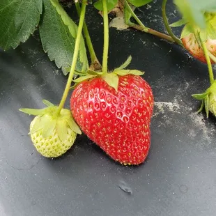 Strawberries for the picking.