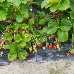 strawberries growing in a garden