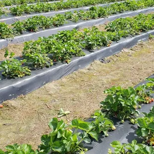 Fields of strawberries.