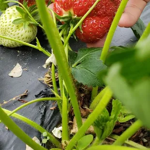 Big ones hide in plain sight sometimes.