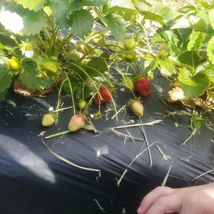 a child picking strawberries from the ground