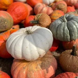 a pile of pumpkins