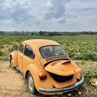 an old vw beetle in a pumpkin patch