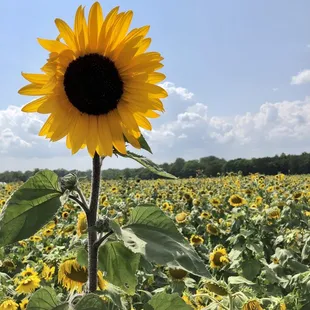 a sunflower in a field