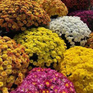 Gorgeous selection of mums, pumpkins, and gourds.