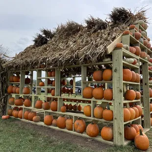 a display of pumpkins
